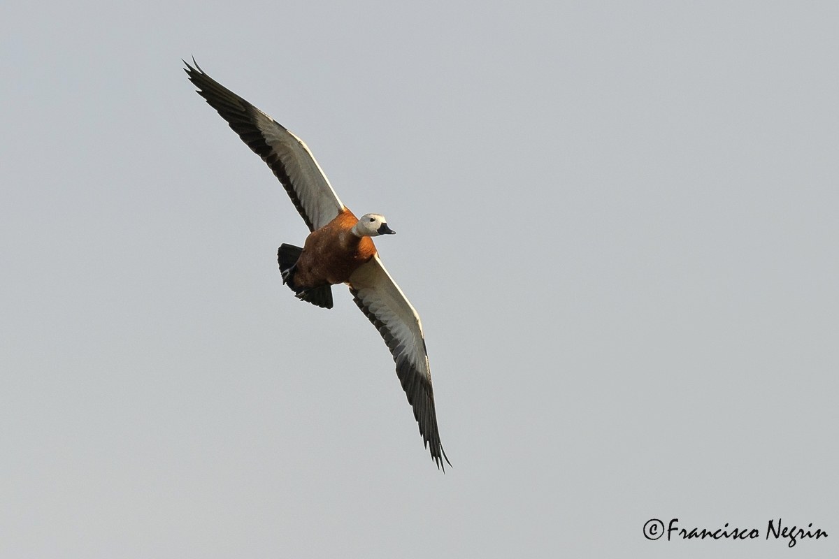 Ruddy shelduck.