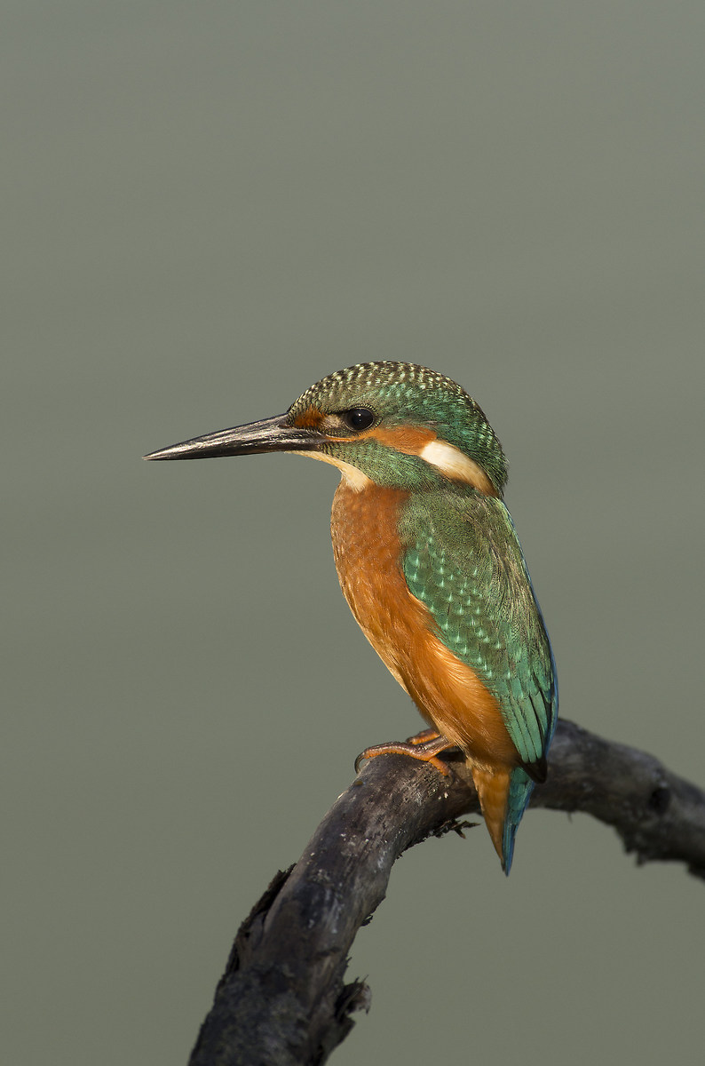 Kingfisher