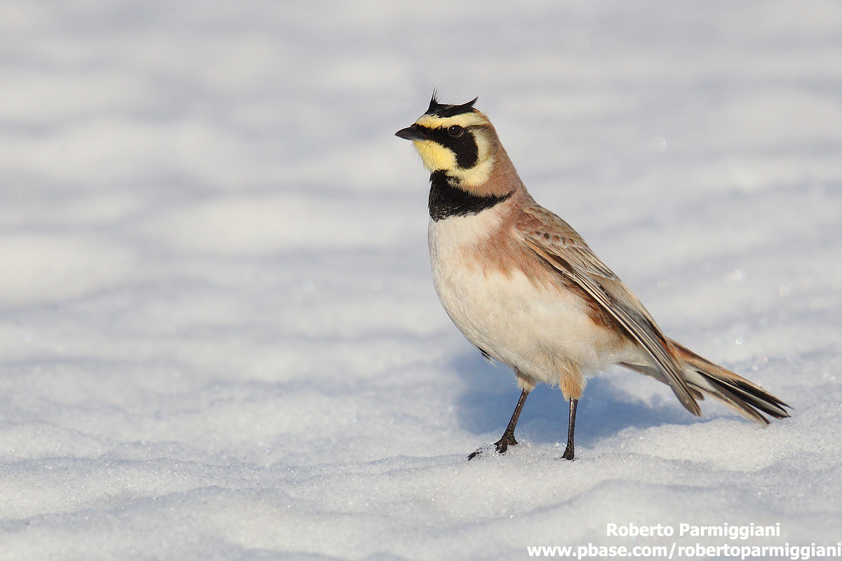 Allodola golagialla (abito estivo)