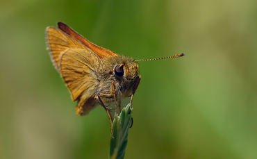 Erynnis tages