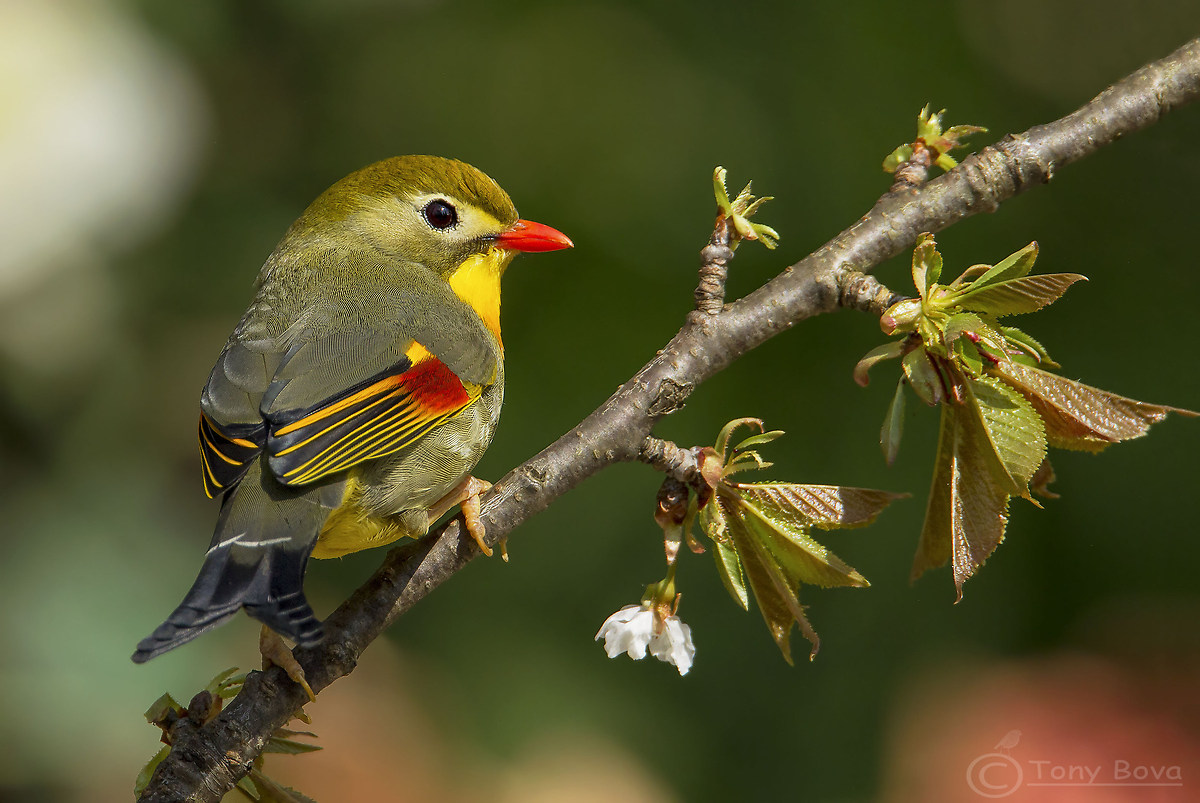 Usignolo del Giappone
