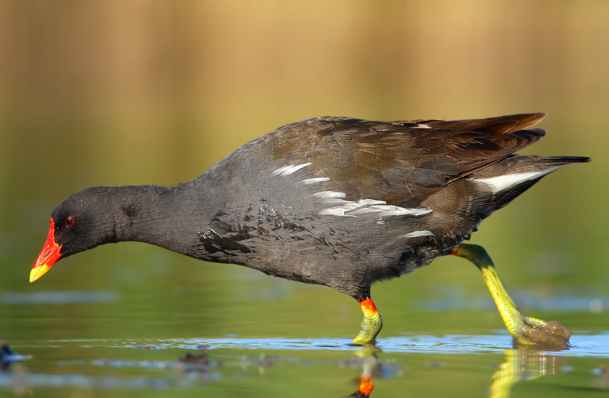 Moorhen