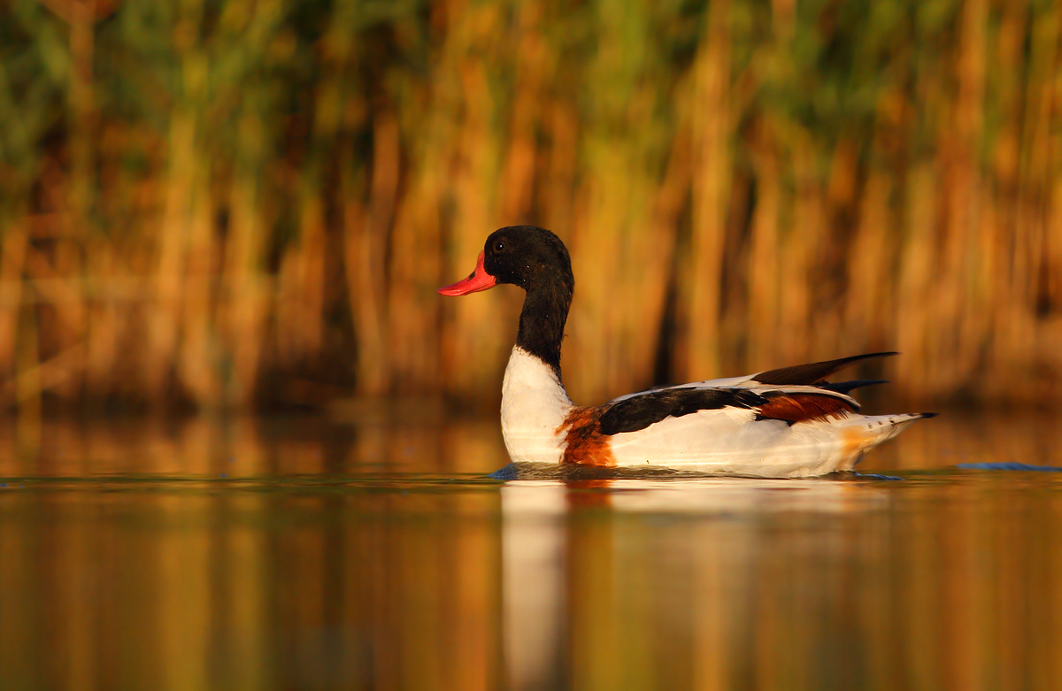 shelduck