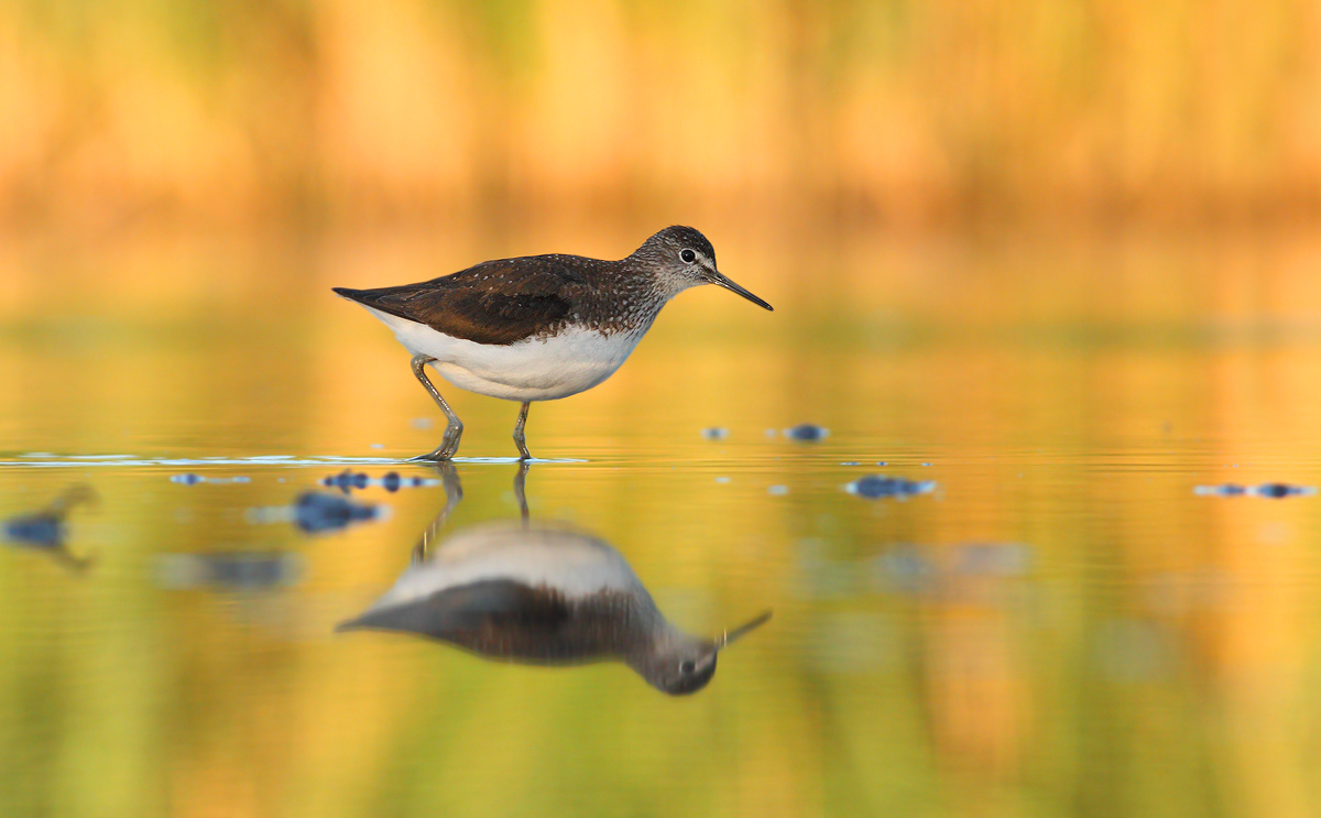 Green Sandpiper