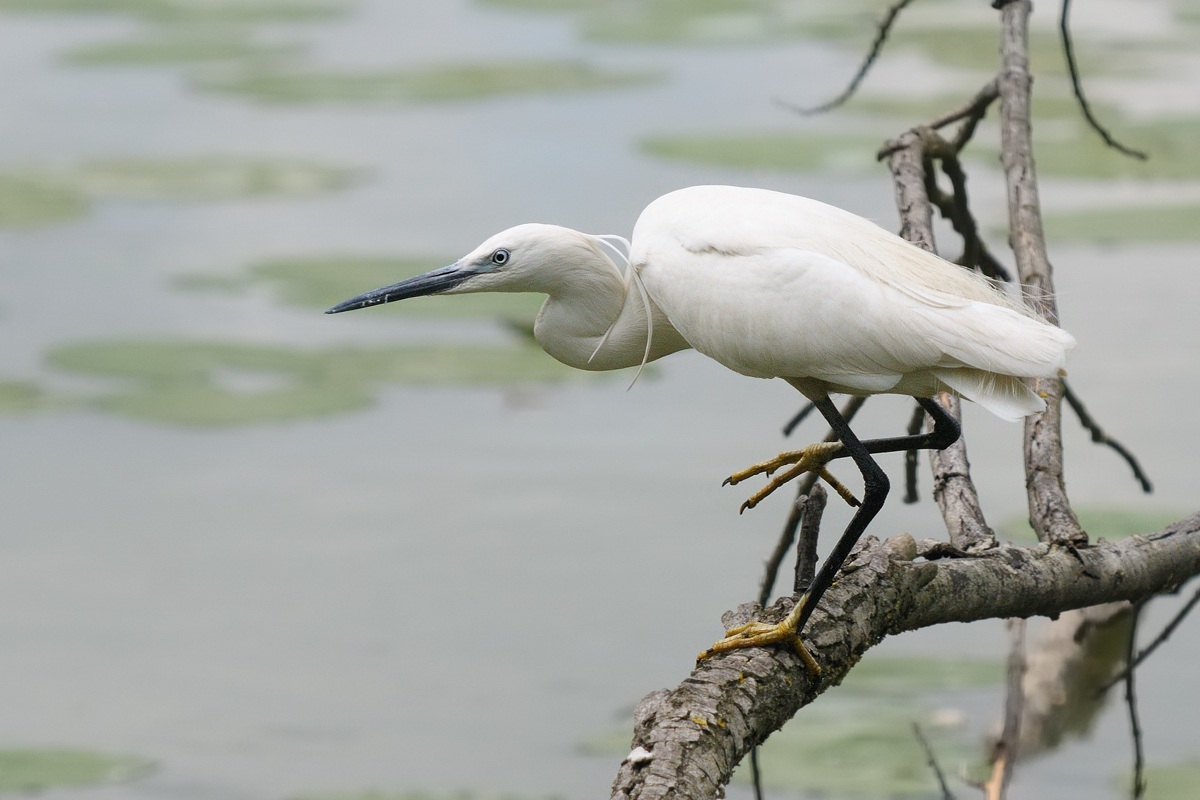 yellow legs, blue eyes