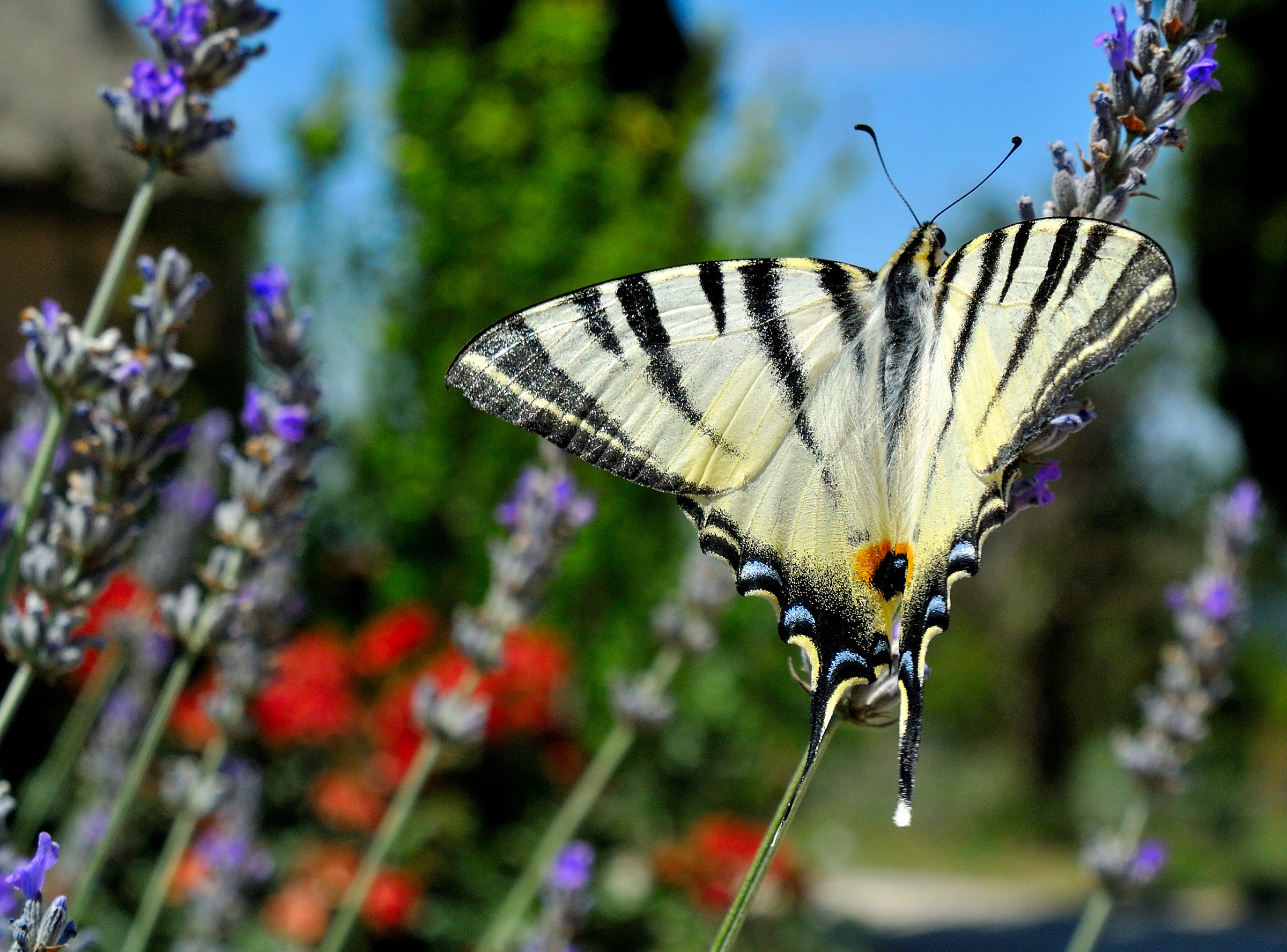 Estate in Chianti.....