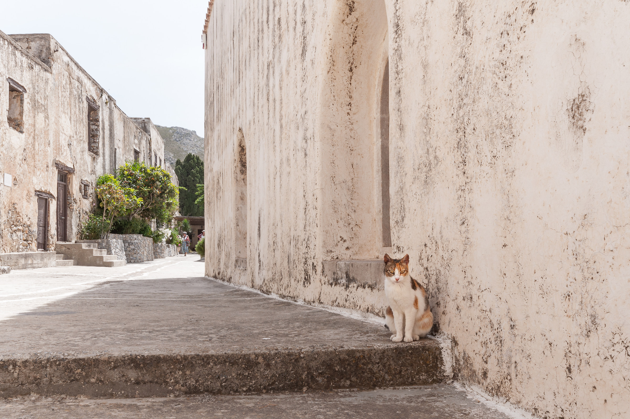 Cat in Crete
