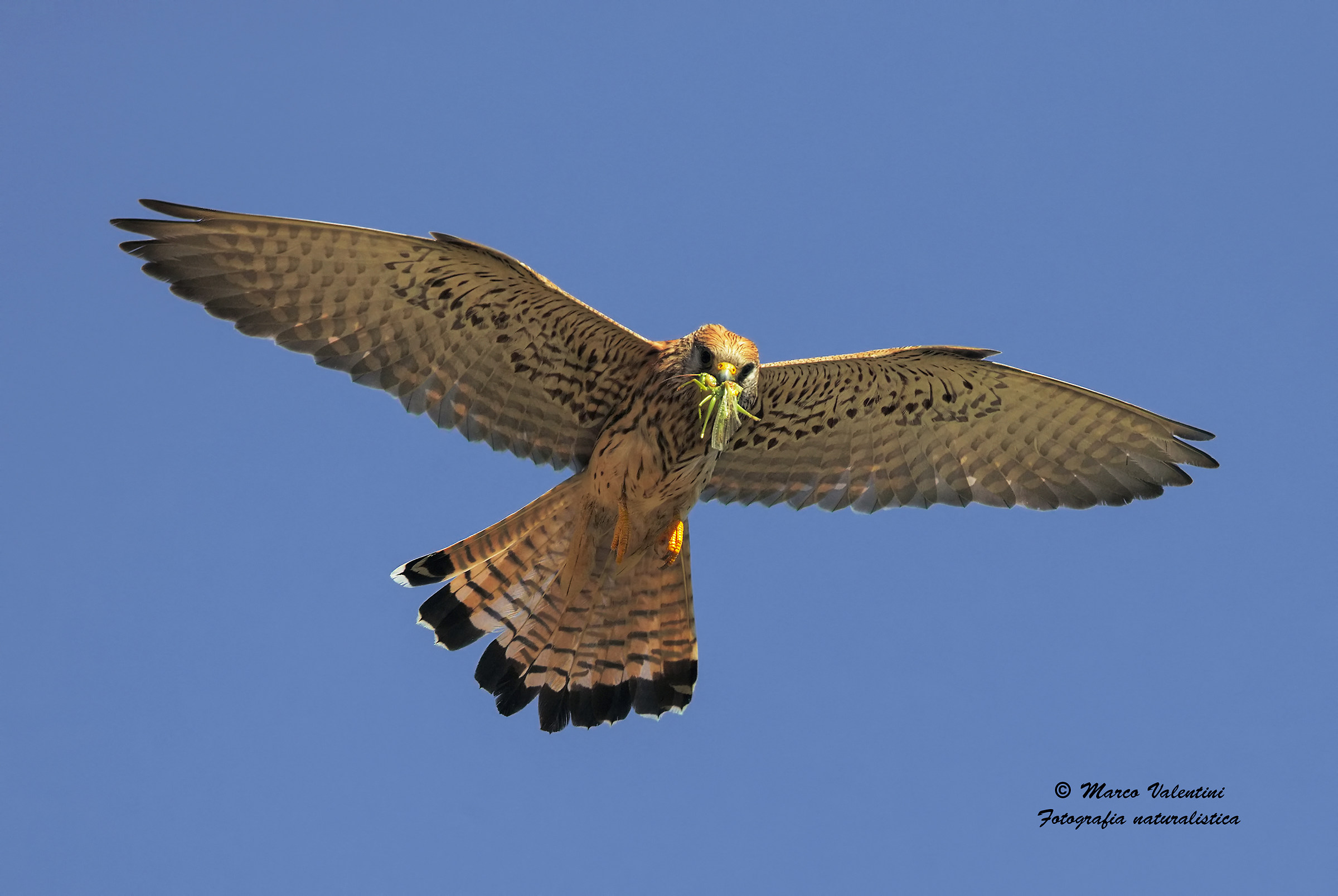 Female Lesser Kestrel with prey