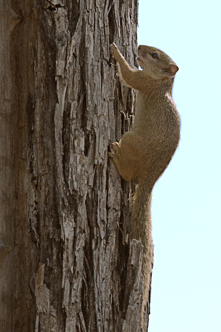 Albero scoiattolo o di Smith Bush scoiattolo [Paraxerus cepa...