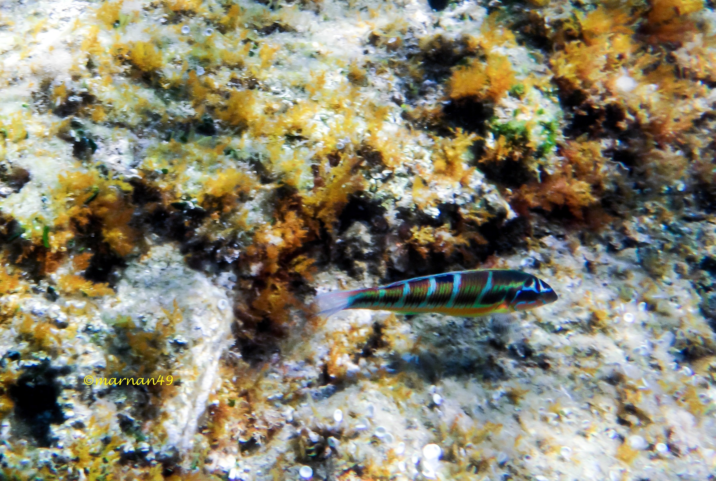 Donzella pavonina femmina