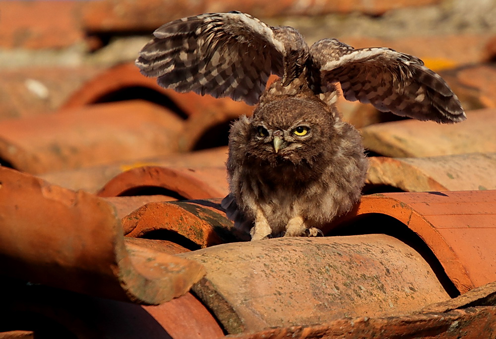 owl: first flight tests