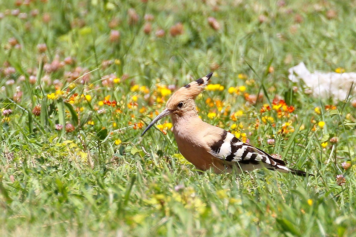 hoopoe grazing