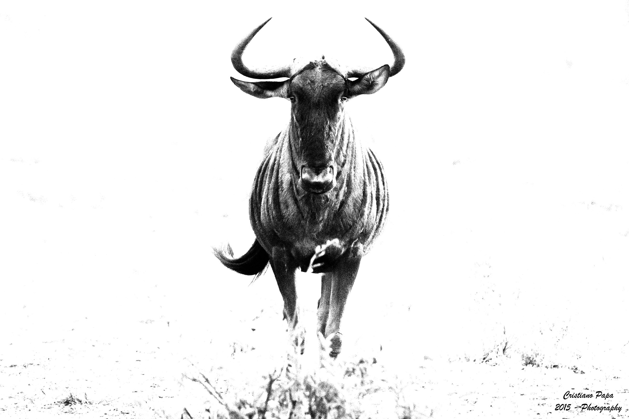 Gnu