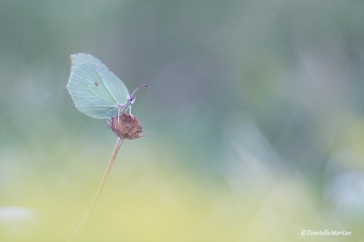 A dream, pastel colors