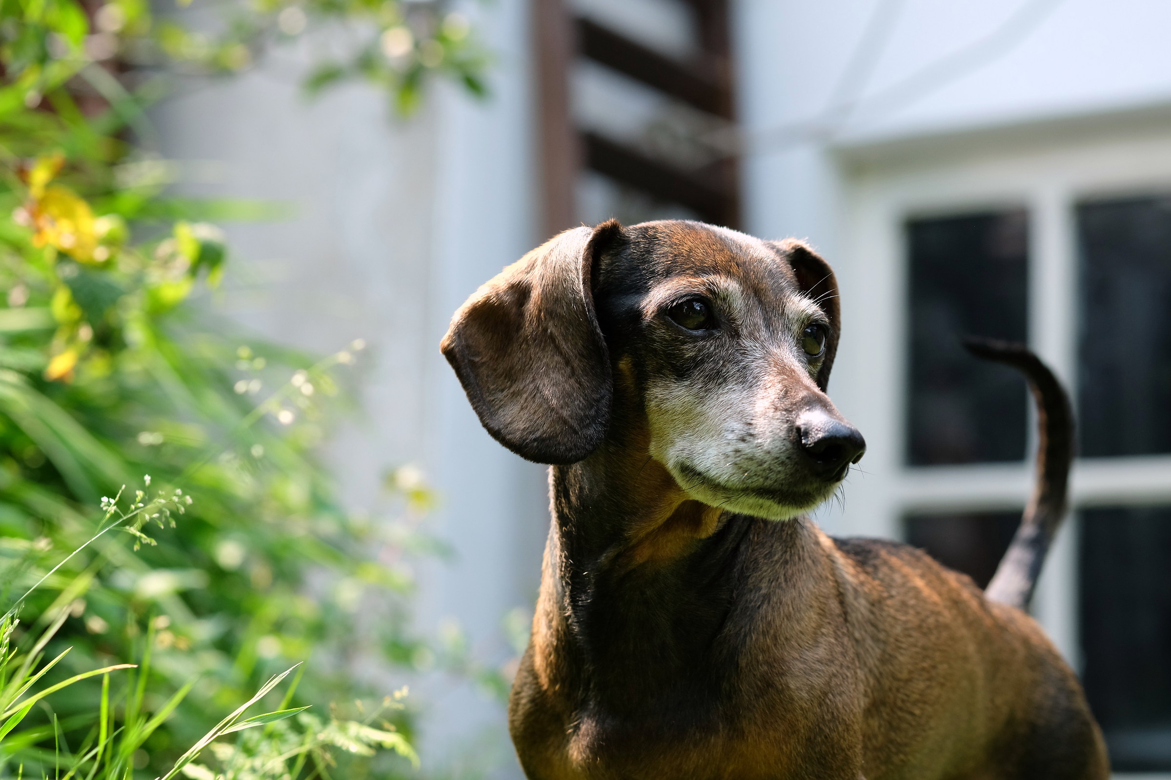 Sally the old guardian