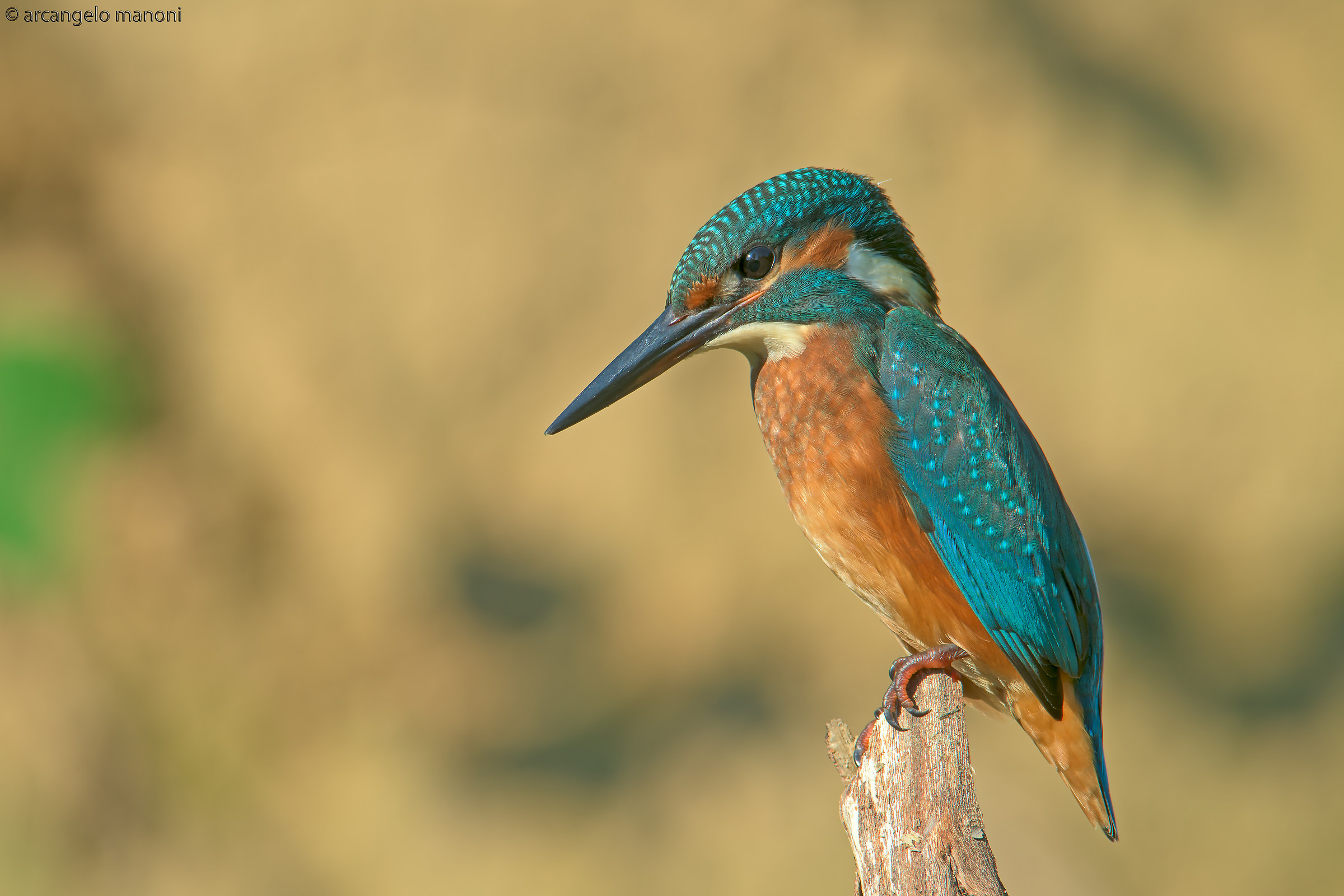 Voglia di accarezzarlo