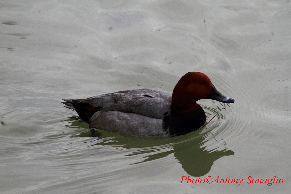 Pochard