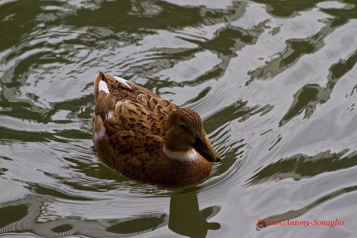 Mallard Female