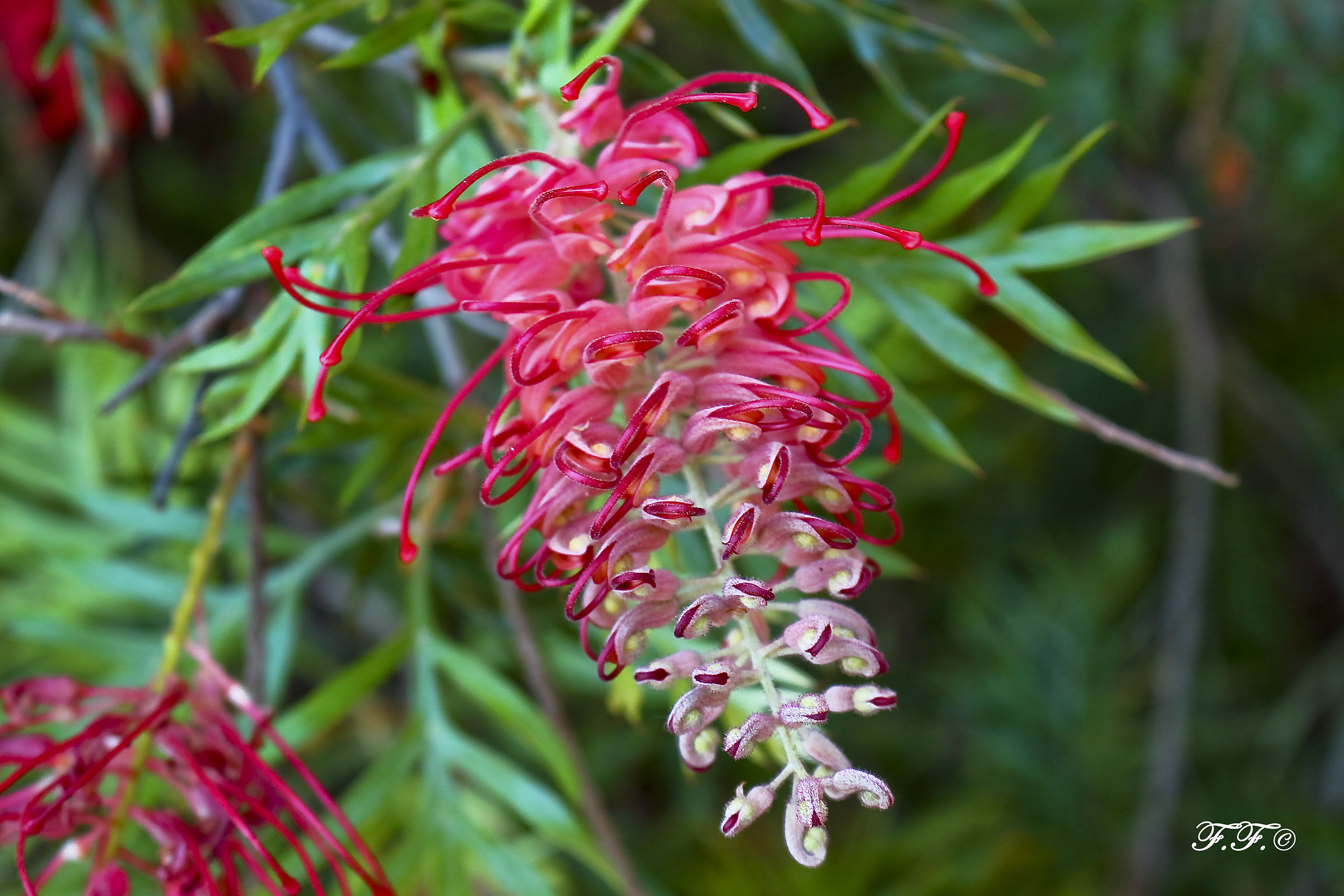 Giardino psichedelico