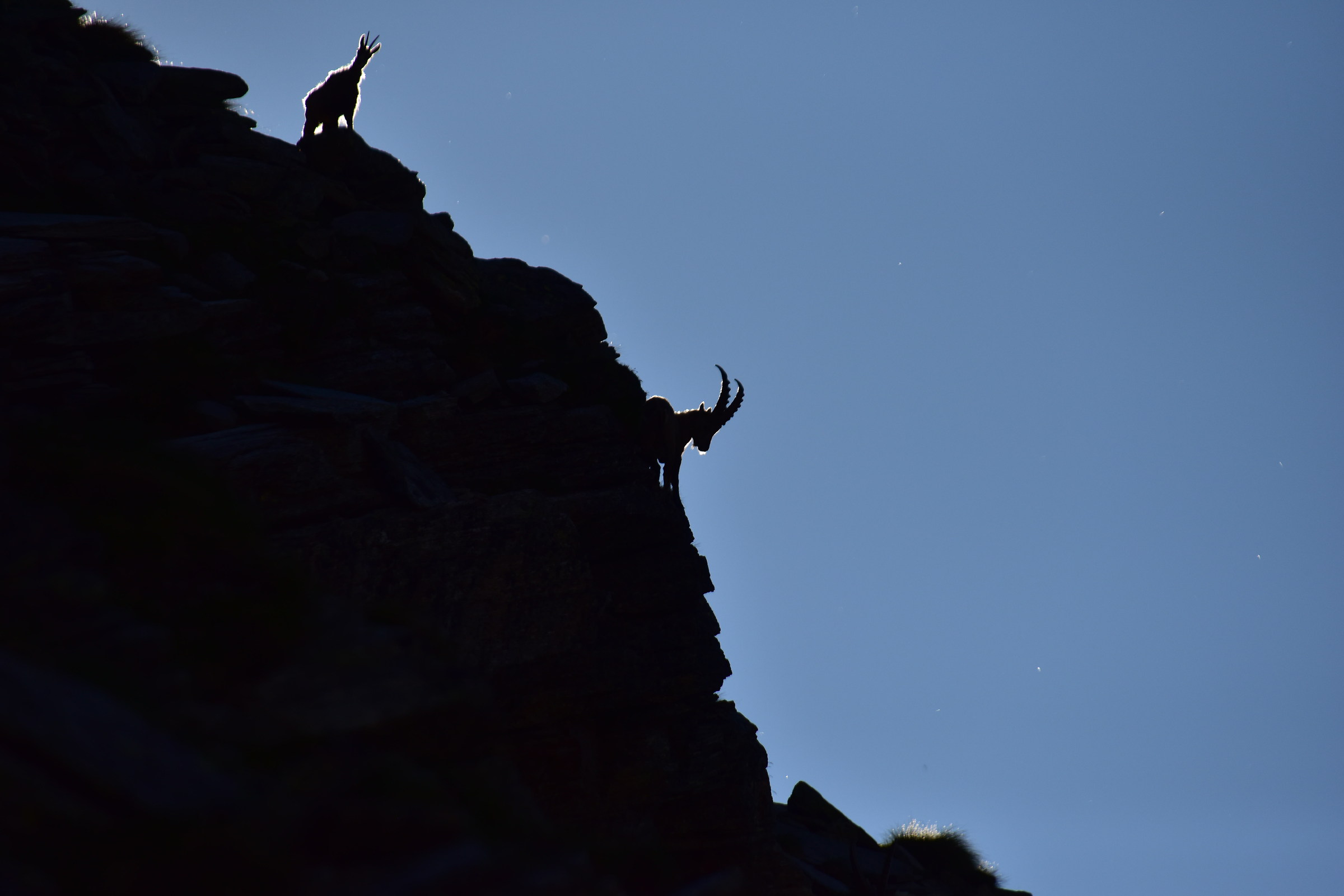 Chamois and ibex on slope