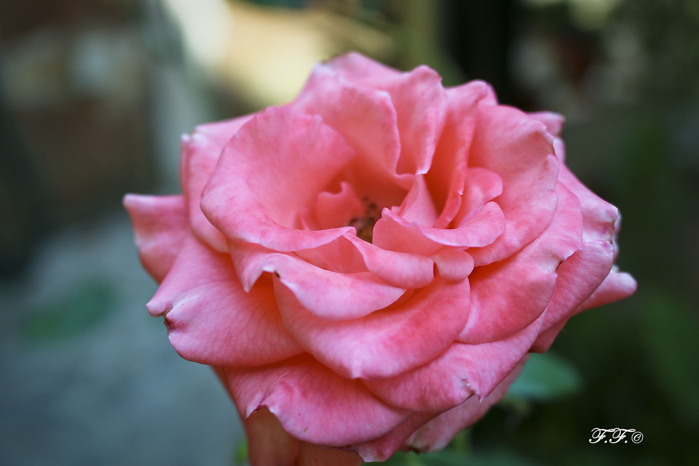 "Una rosa è una rosa"