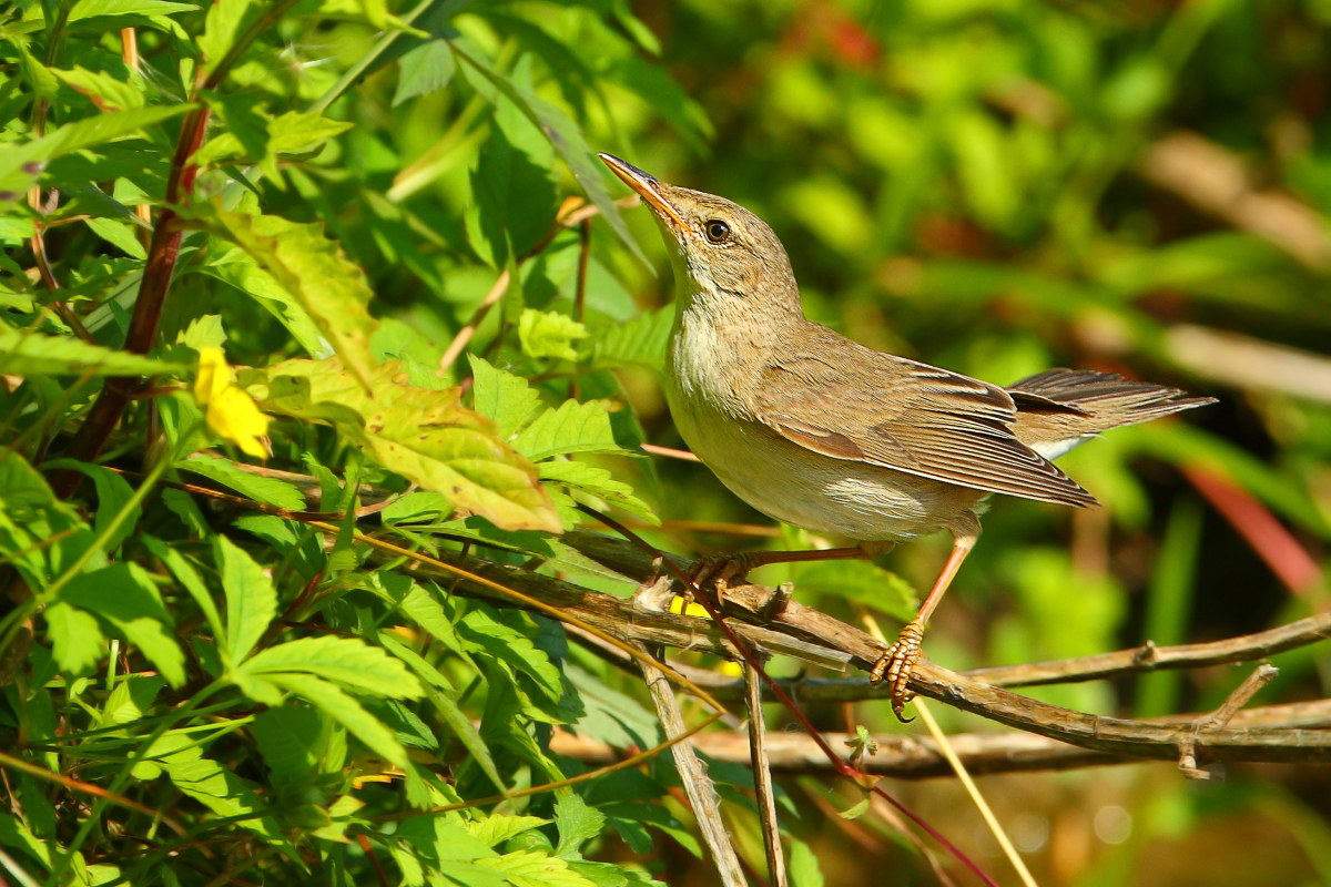 Cannaiola ambientata