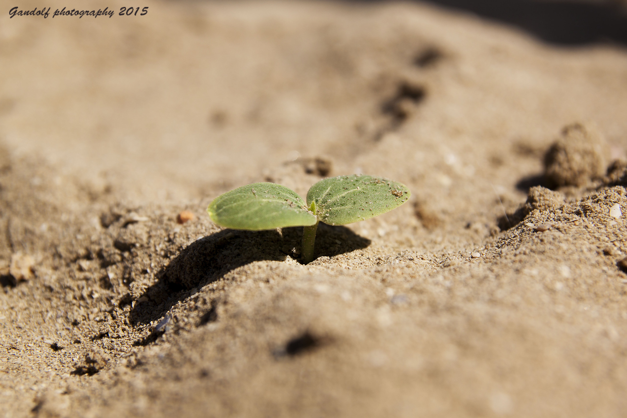 Nature vs sand