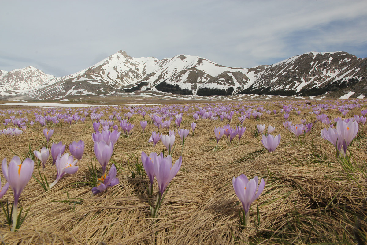 primavera a Campo Imperatore