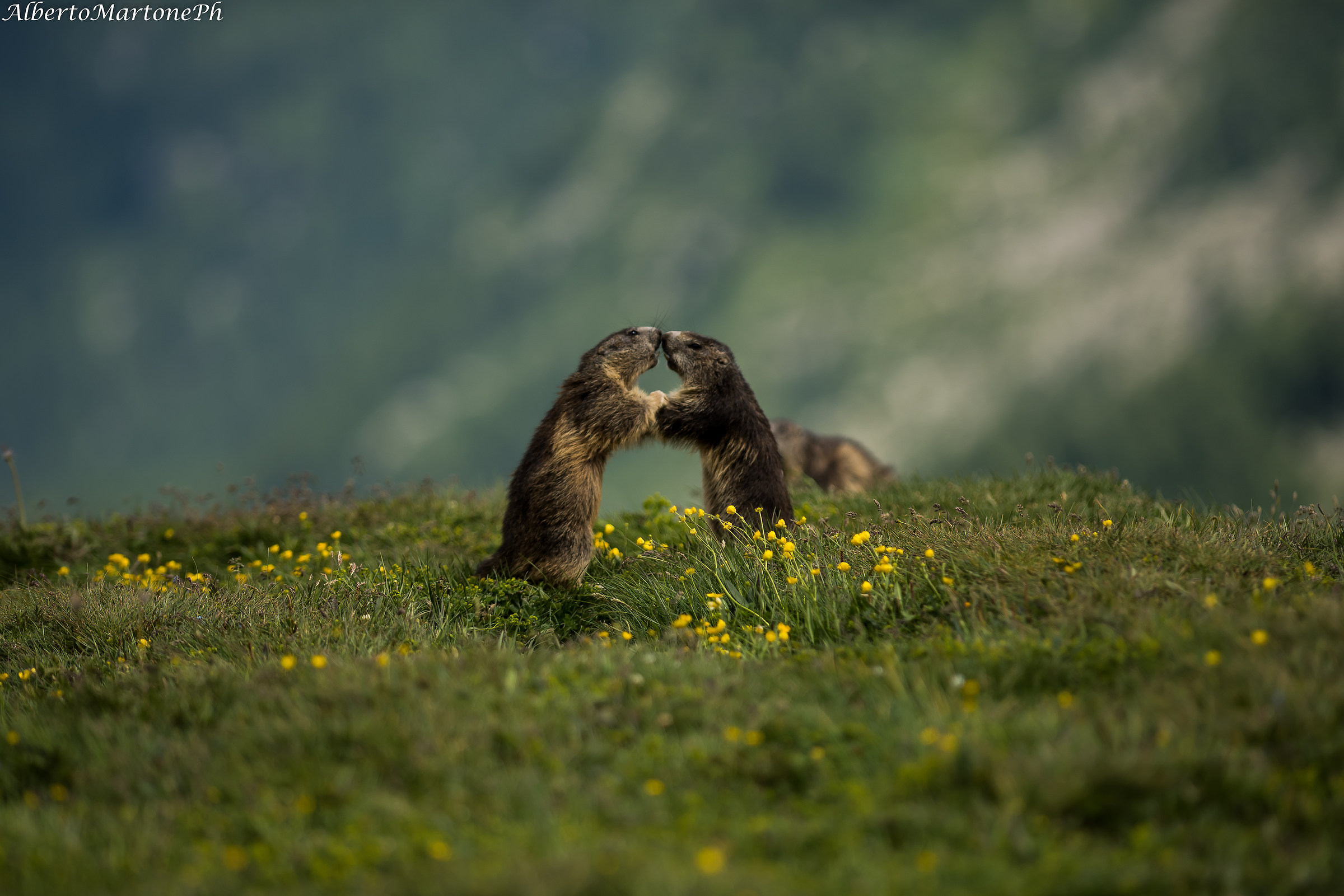 Baciami.....................