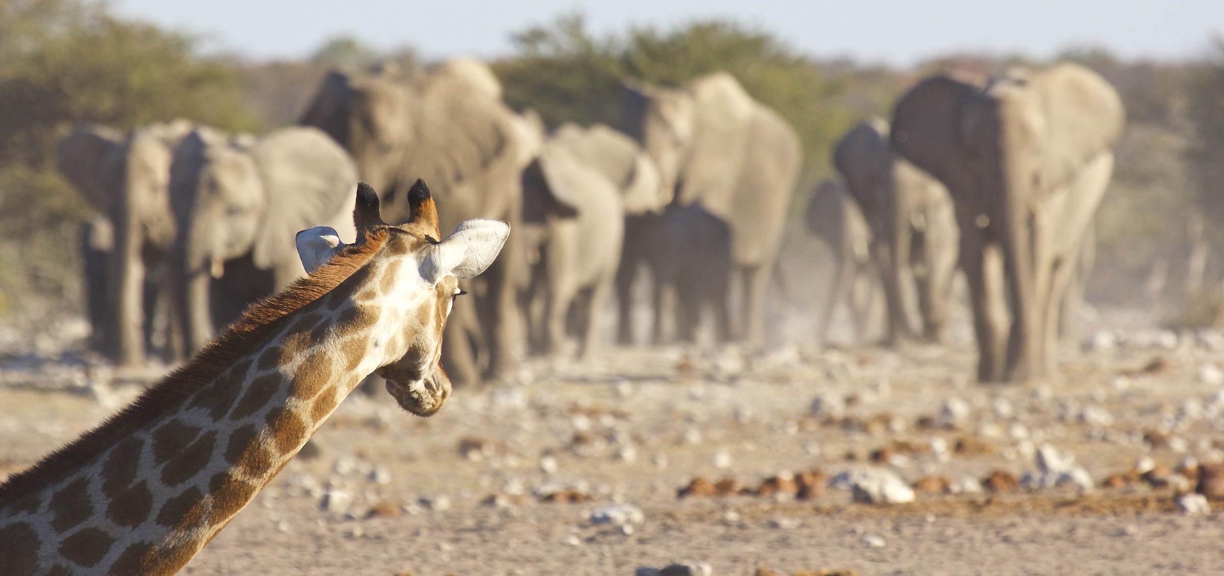 Indovina chi viene a cena...