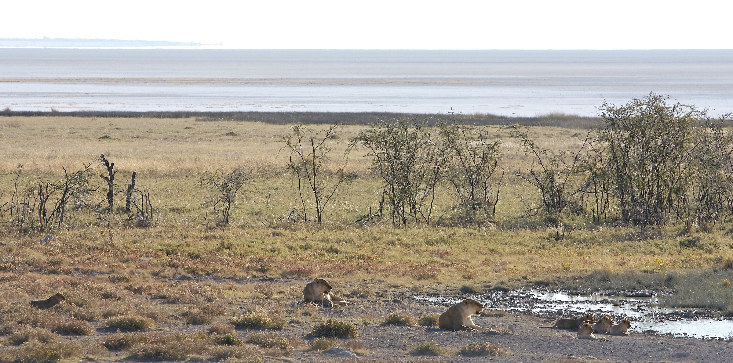 Tutti insieme appassionatamente