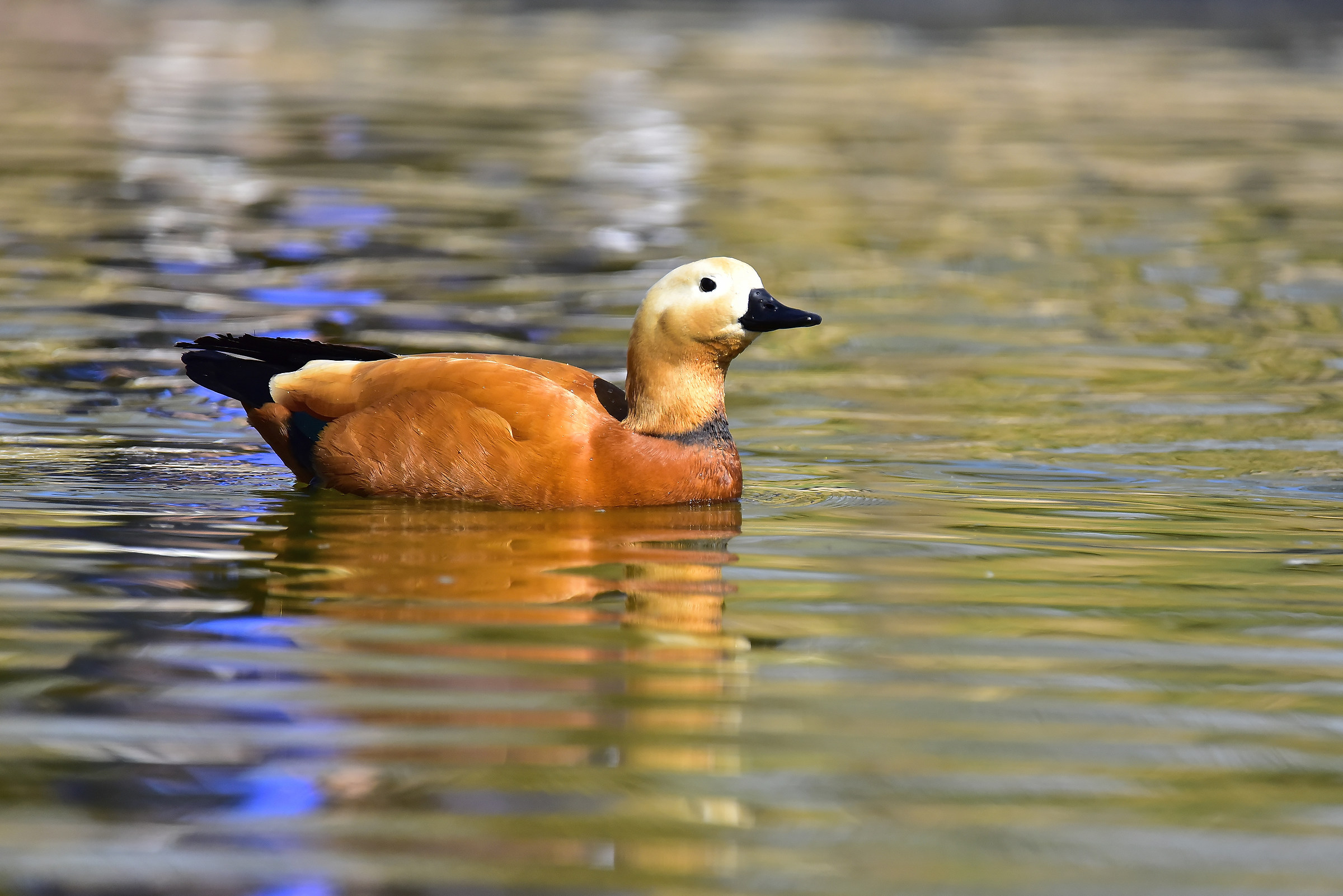 Casarca-Tardona Ferruginea