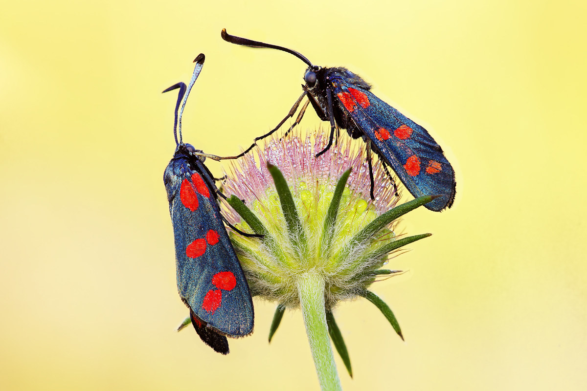 Coppia di Zygaena filipendulae