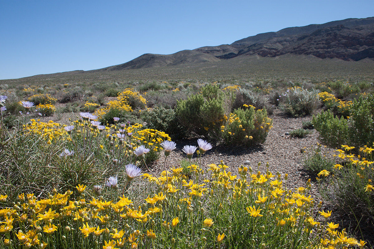 Death Valley, fioriture di primavera