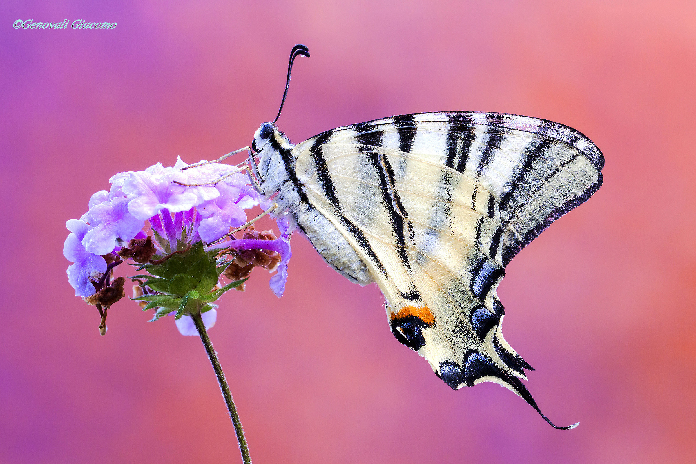 finalmente!l'anti re!il podalirio
