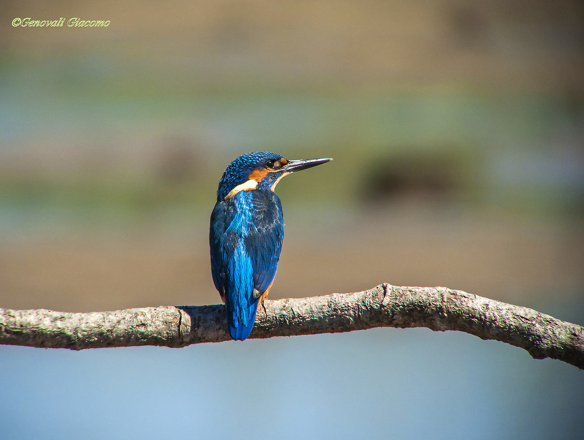 il mio primo martino