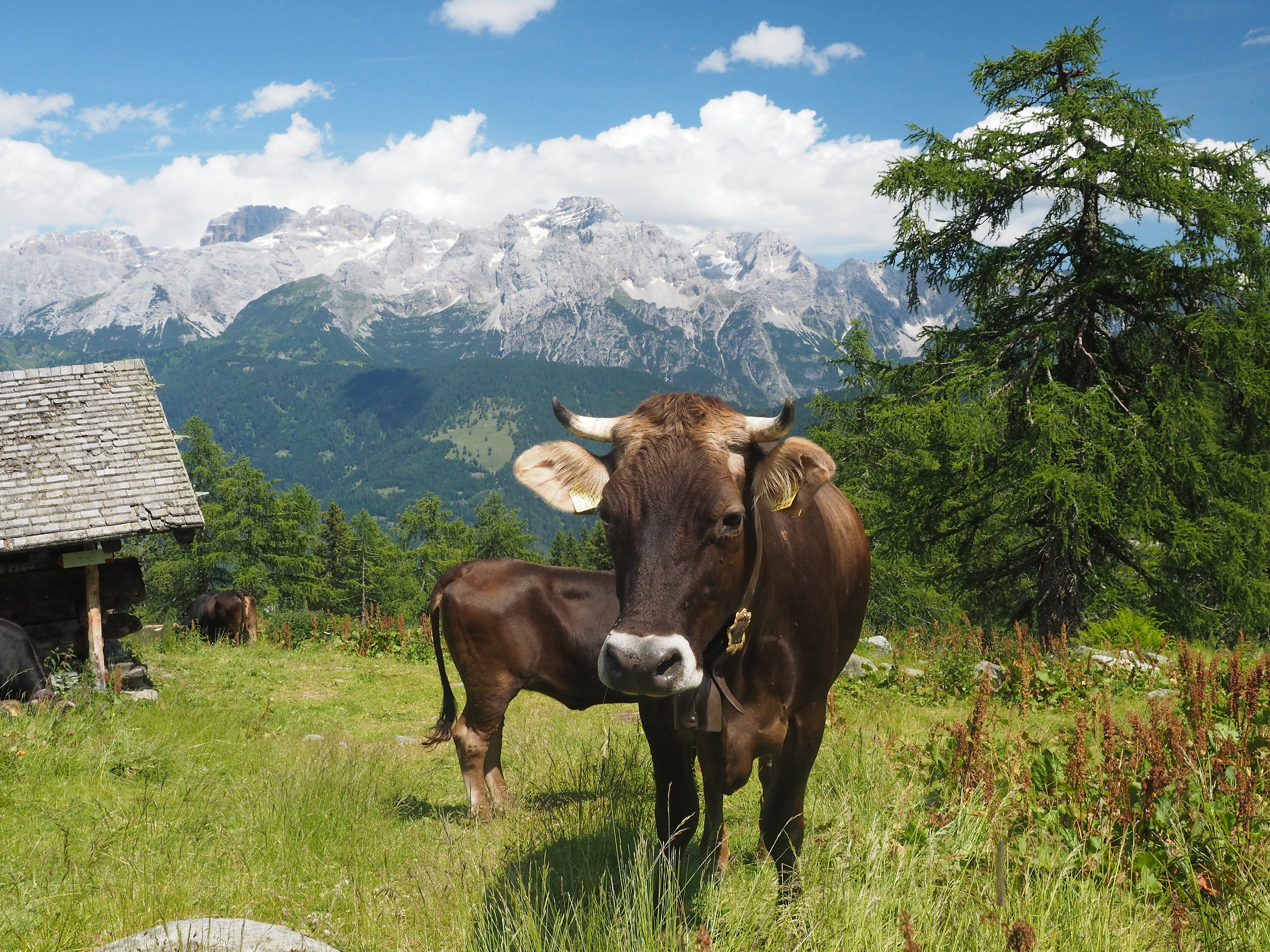 mucca Rendena Brenta