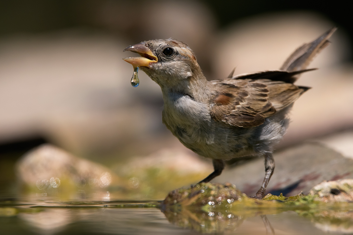 Passero all'abbeverata