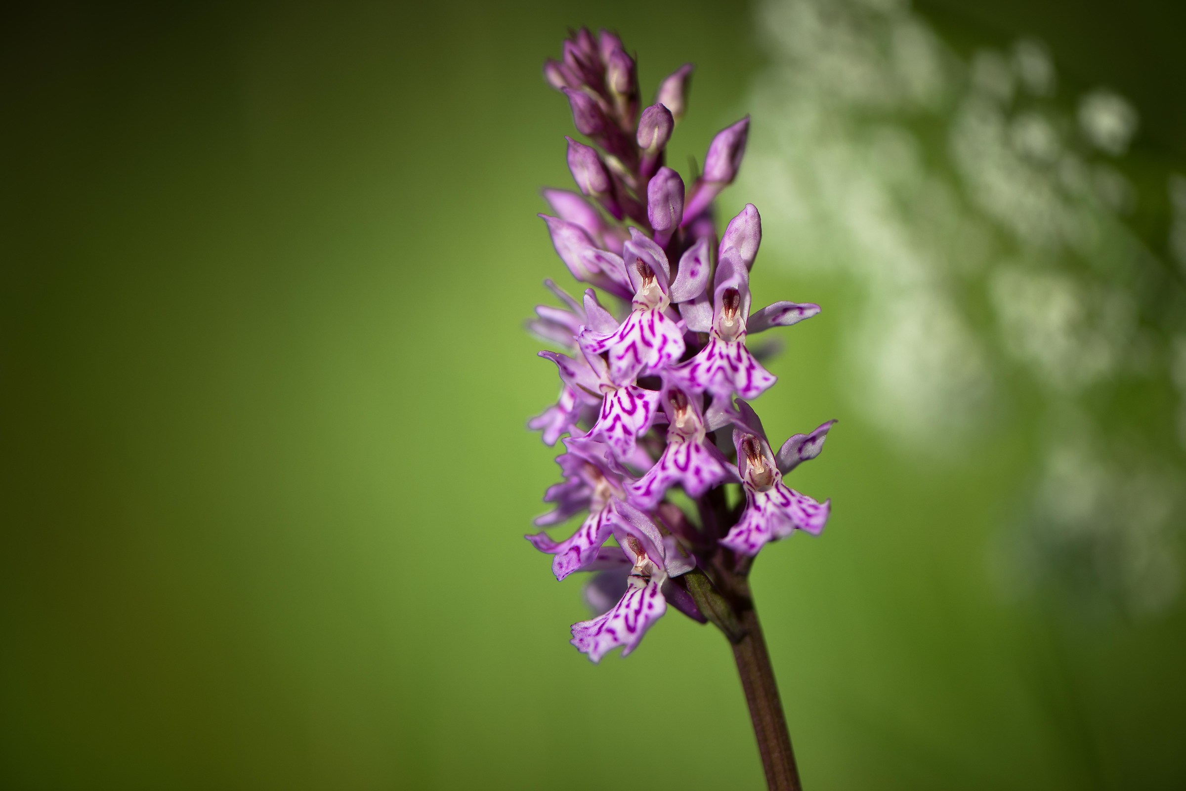 Dactylorhiza maculata