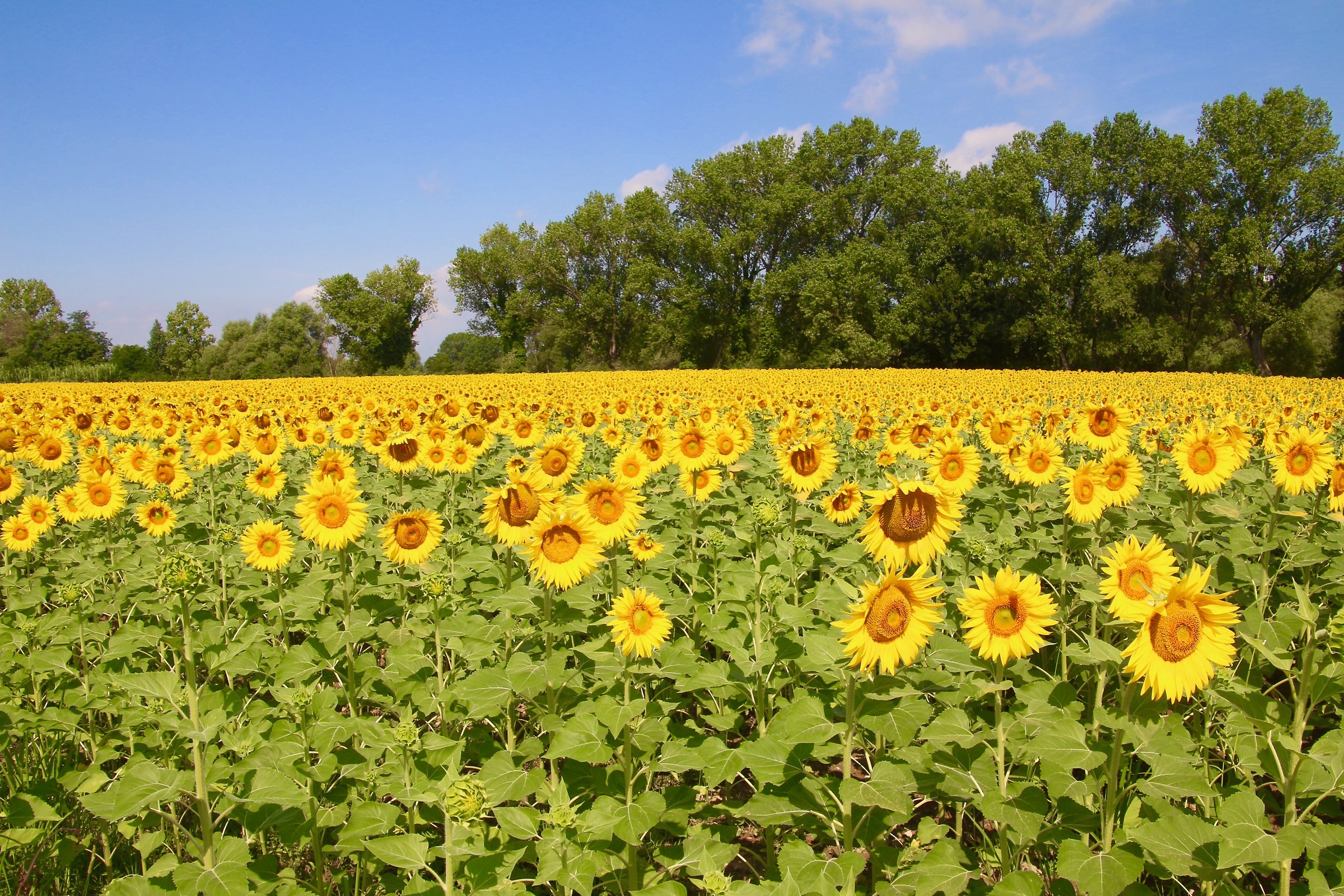 Sunflowers.
