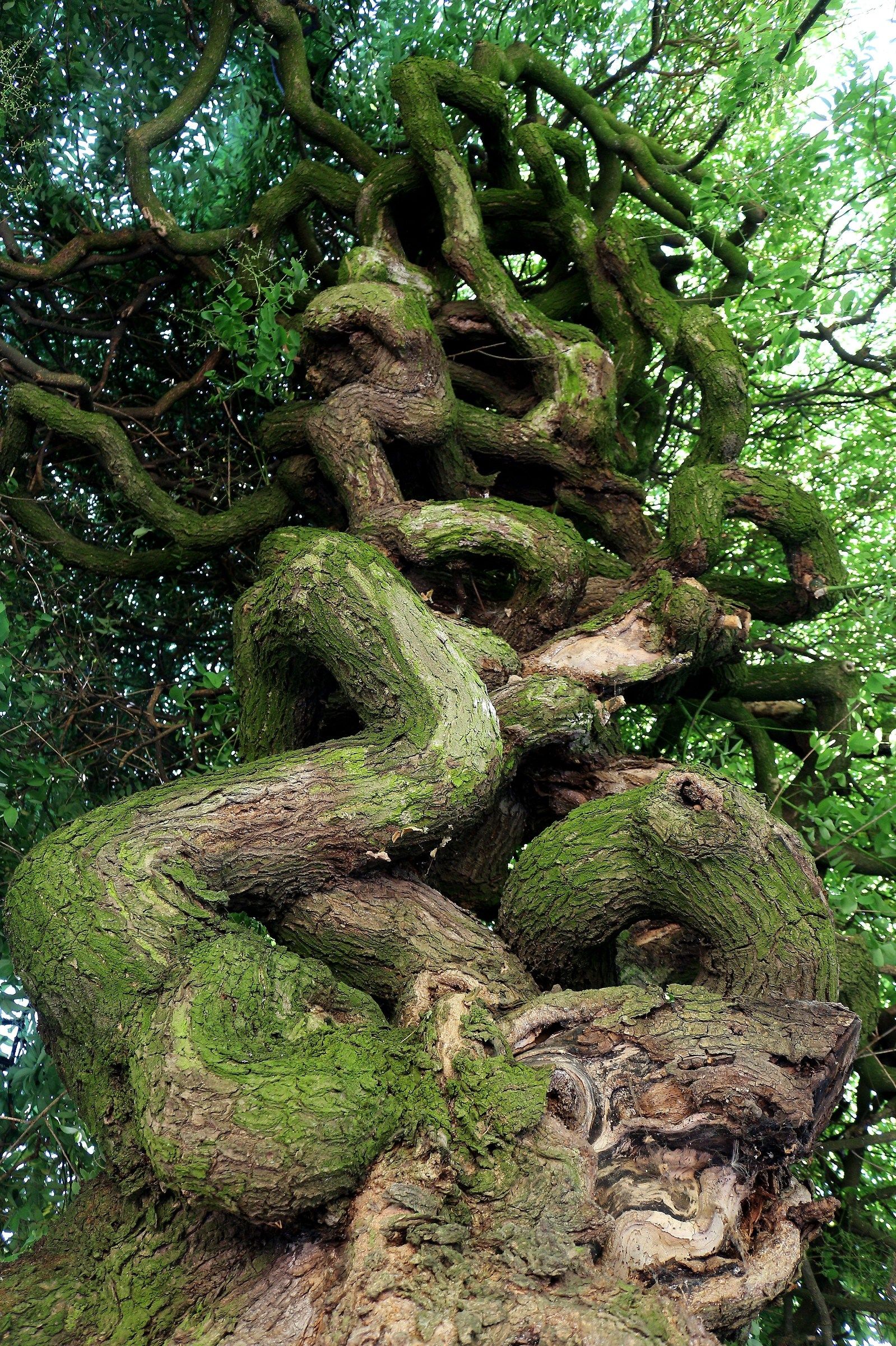 l' Indecisione della Sophora Japonica...