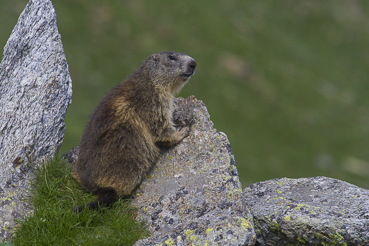 Marmot's nivolet