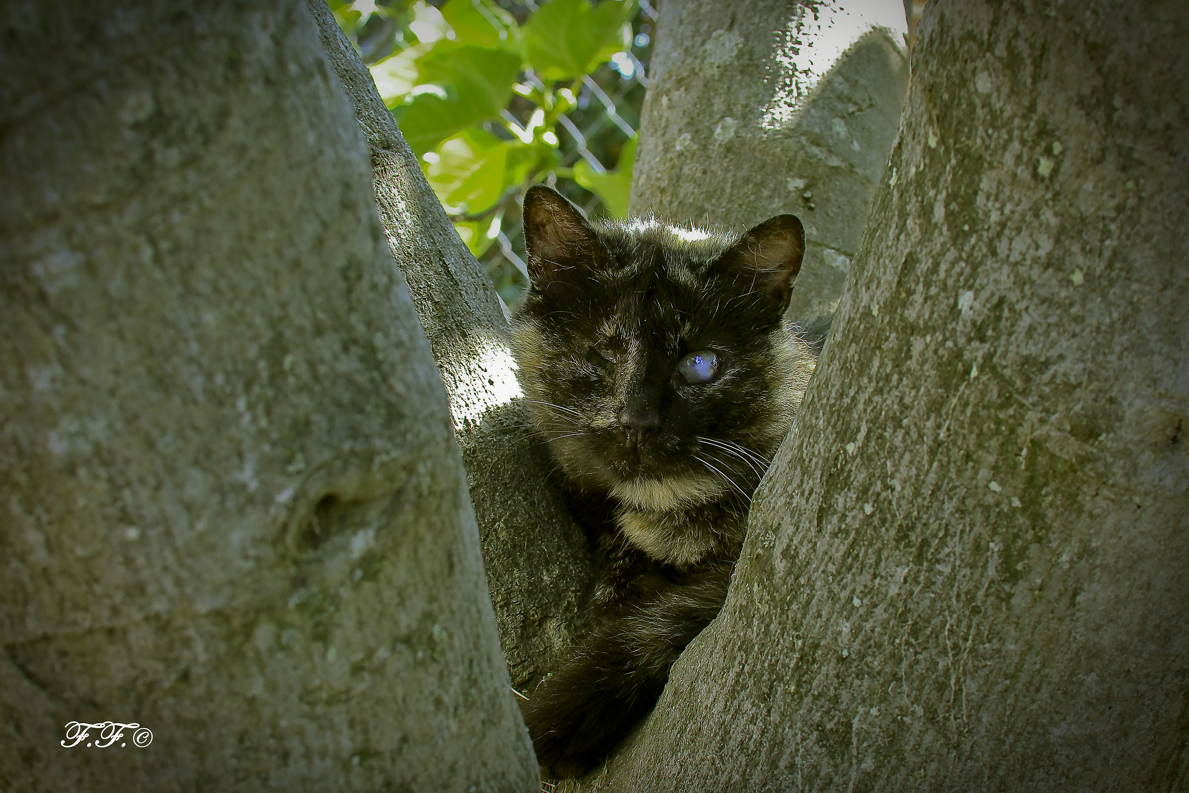 "Non si vede bene che col cuore"