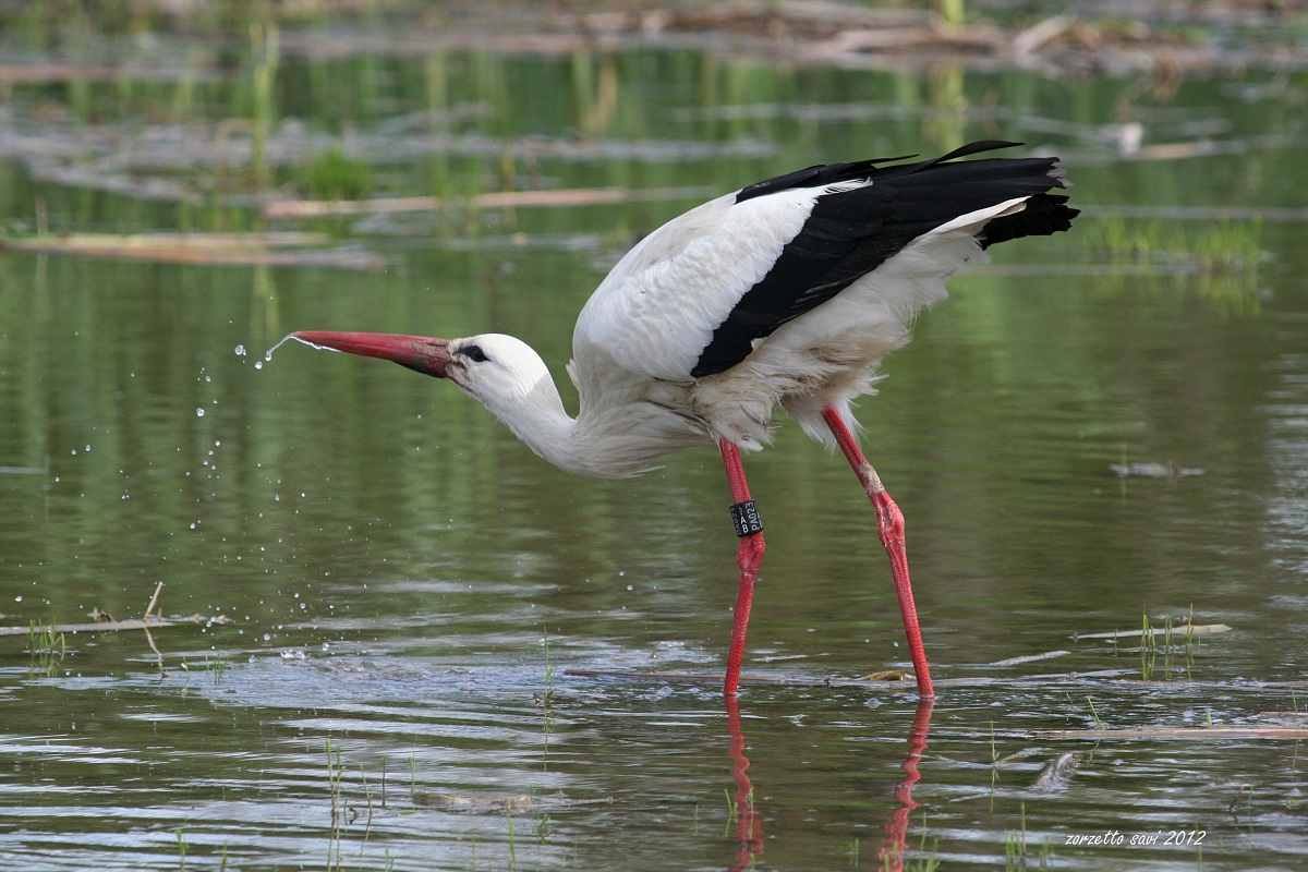Oasi Lipu di Racconigi