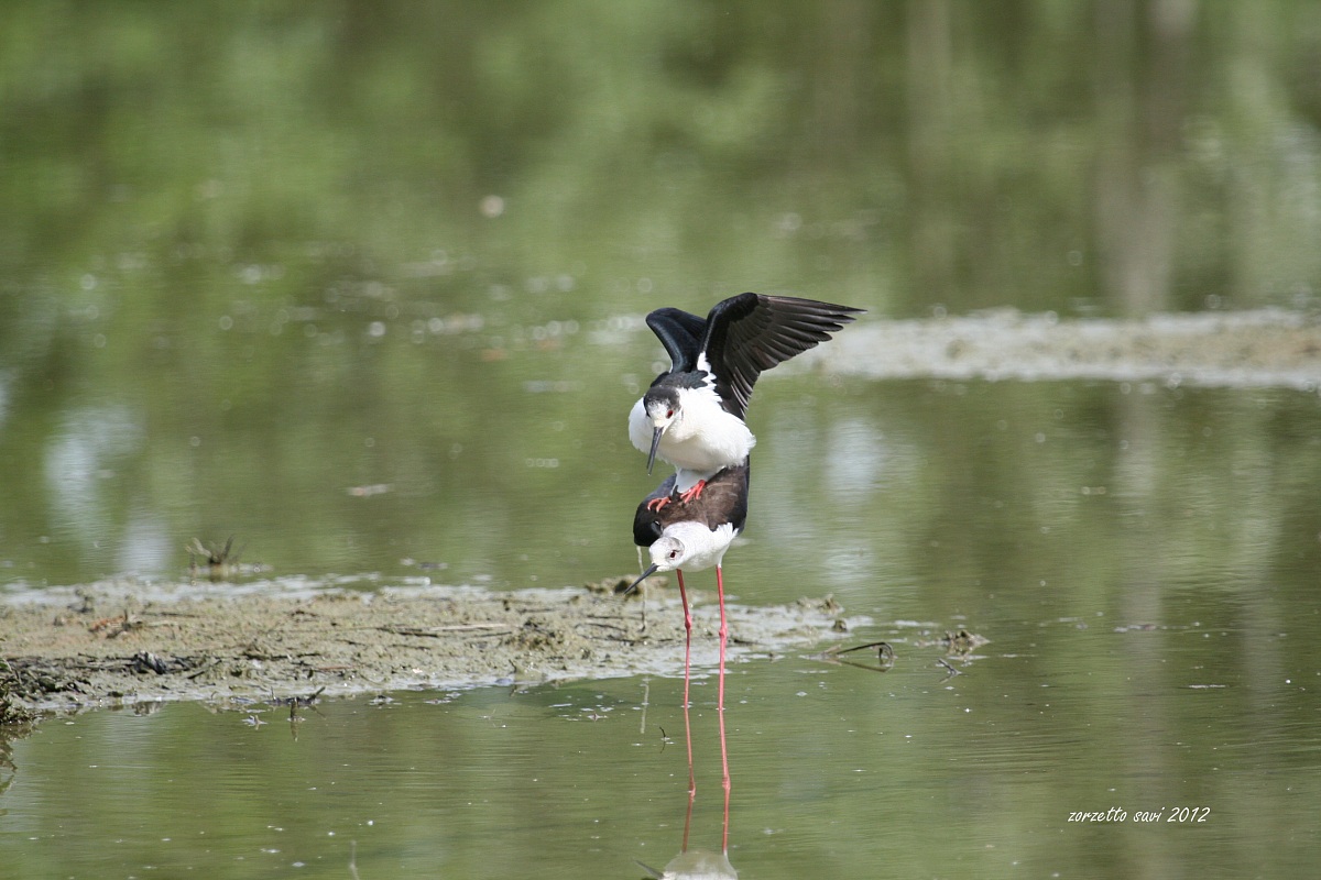 accoppiamento Oasi Lipu di Racconigi