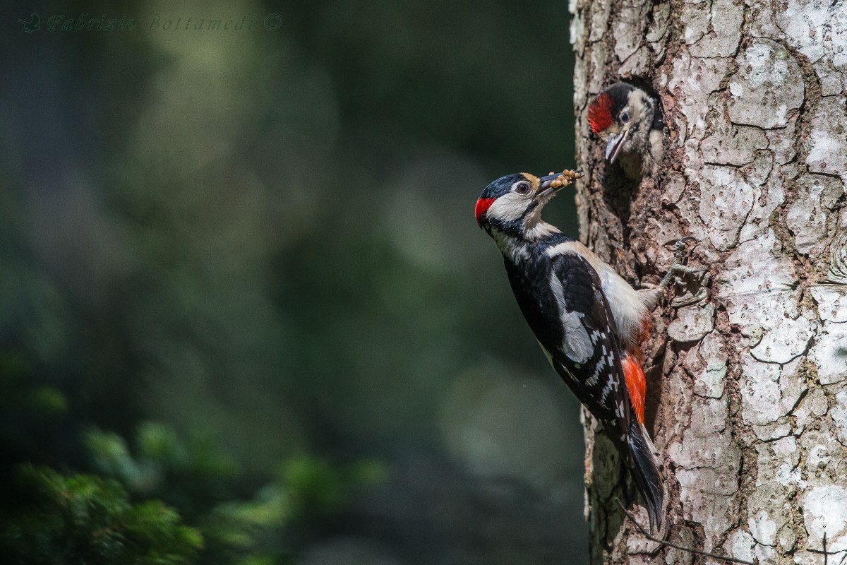 Woodpecker