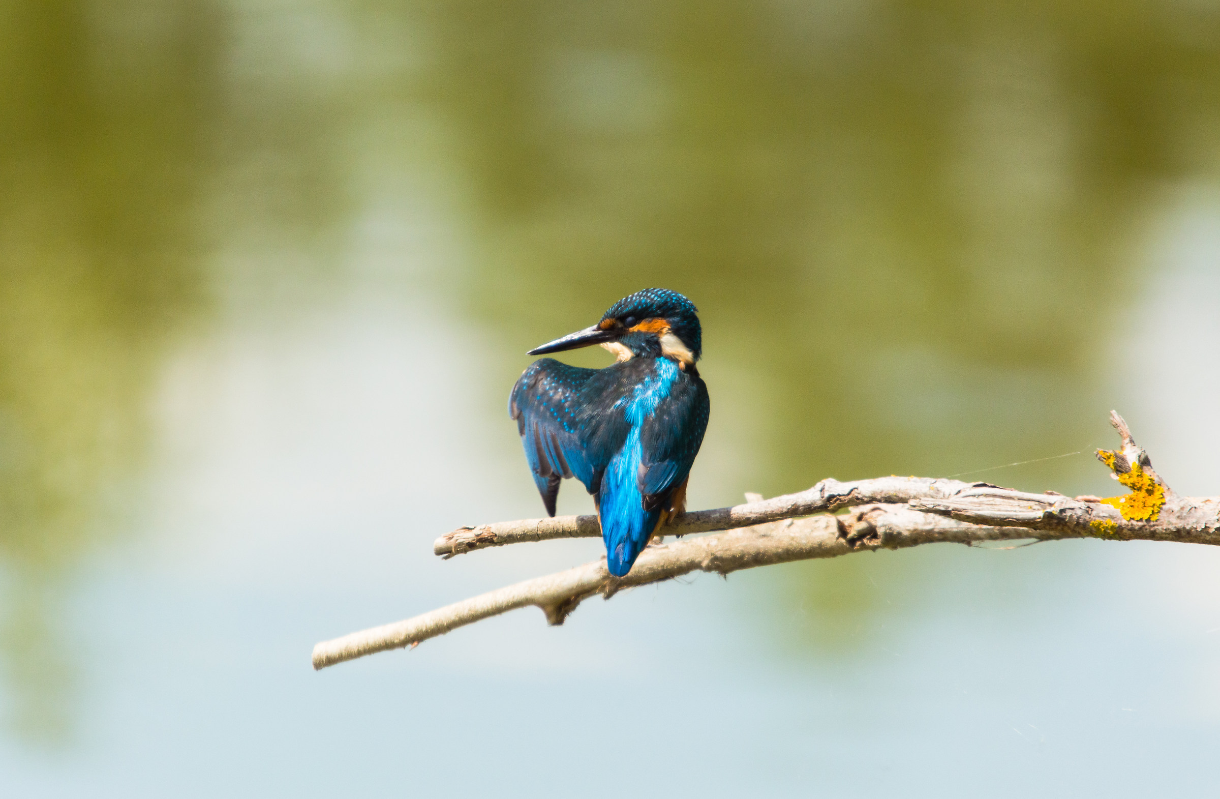 where did he go? Over there .. !!!