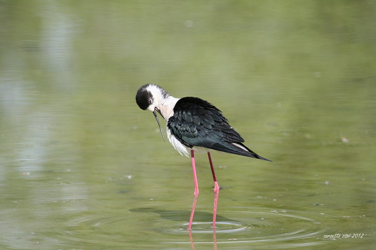 maschio  cavaliere d'italia Oasi Lipu di Racconigi