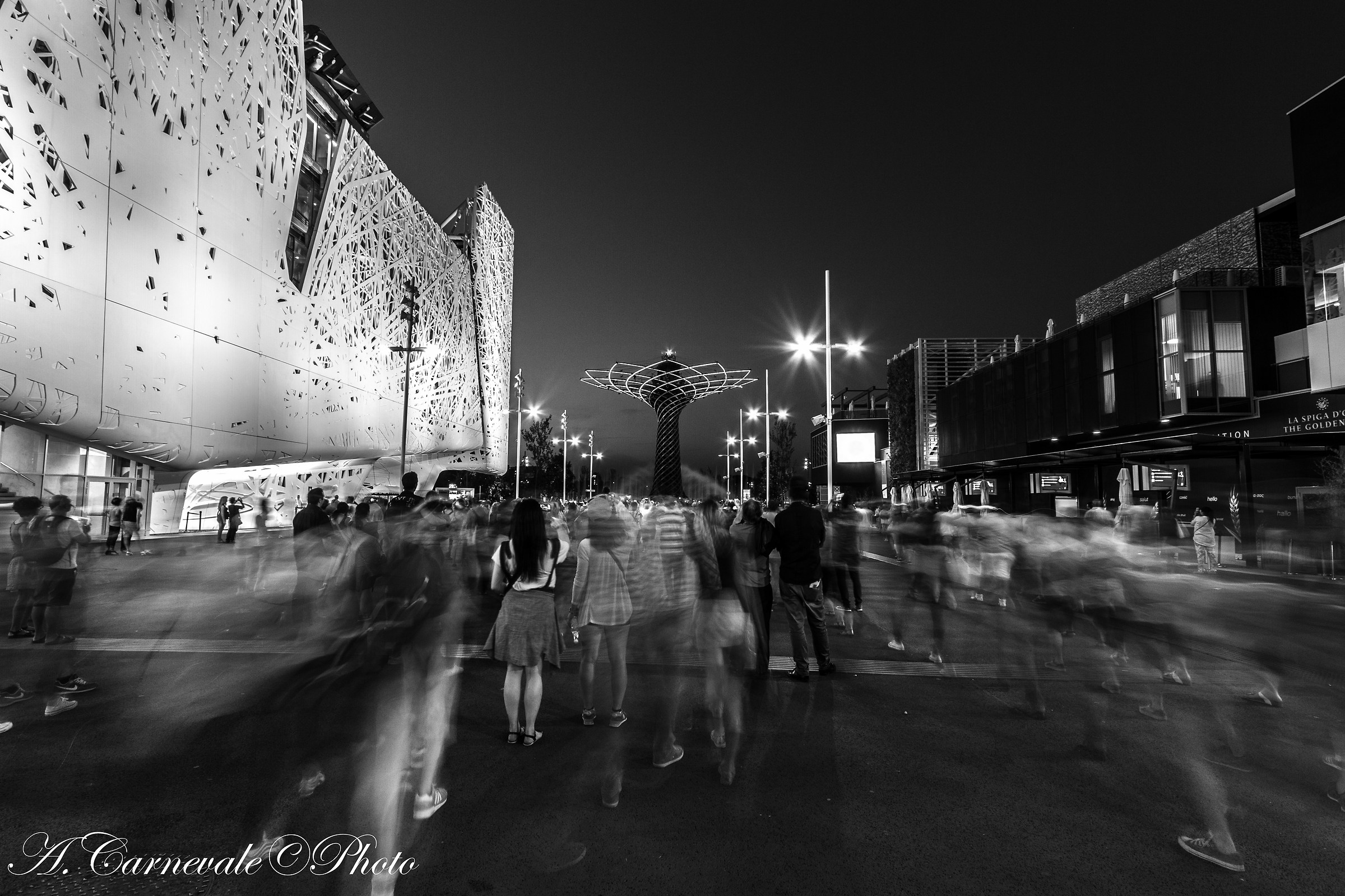 Verso l'albero della Vita