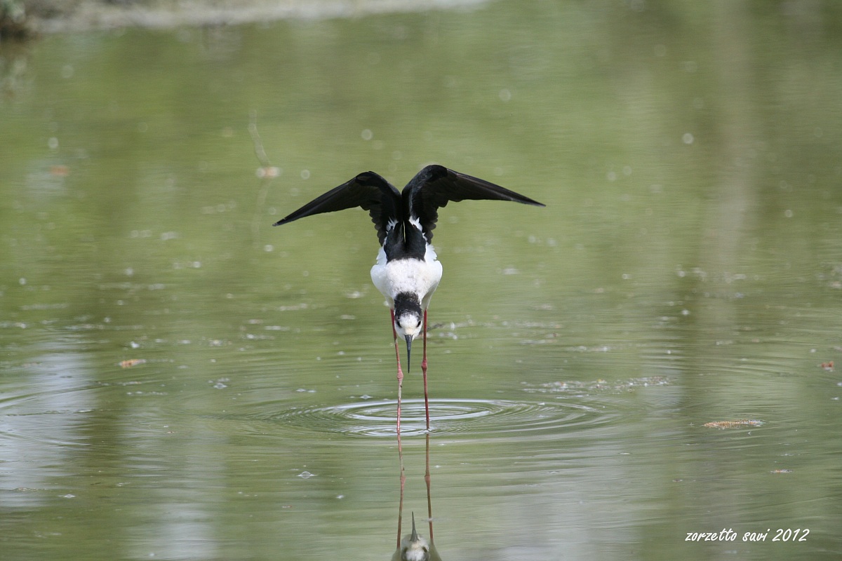 maschio Oasi Lipu di Racconigi
